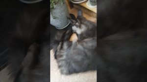 1000005050.mp4