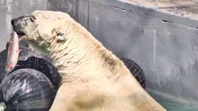 🐻❄️ Айон – ловкий охотник! Белые медведи отлично адаптированы к жизни в 💦 воде.