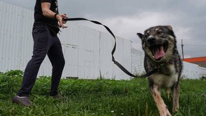 В Госдуме рассмотрят запрет на выгул опасных собак детьми и пьяными