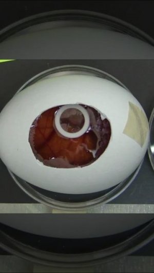 Сравнение анестезии медетомидина, тиопентала и кетаминомидазолама на куриных эмбрионах для яиц