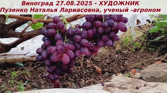 Виноград 27.08.25 года ХУДОЖНИК . Одна из крупноплодных форм с огромными ягодами-тенисными шариками смотреть онлайн