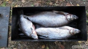 Копчение рыбы в коптильне