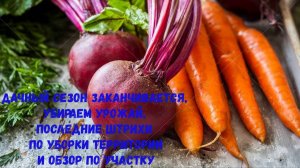 Дачный сезон заканчивается,убираем урожай,последние штрихи по уборки территории и обзор по участку