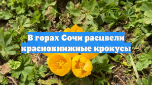 В горах Сочи расцвели краснокнижные крокусы