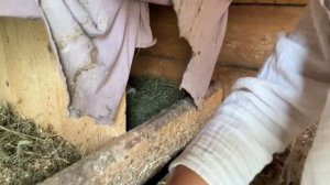 Буйнова София