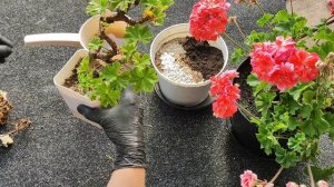 ГЕРАНЬ БУДЕТ ЦВЕСТИ КРУГЛЫЙ ГОД если ОСЕНЬЮ СДЕЛАТЬ ТАК!