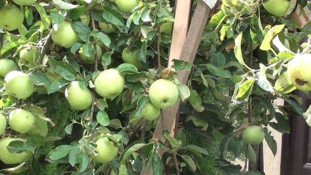 Когда снимать зимние яблоки с дерева на хранение ? смотреть онлайн