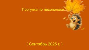 Прогулка по лесополосе (Сентябрь 2025)