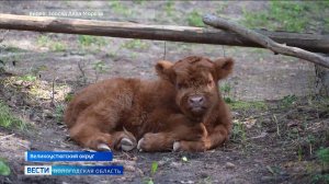 Телёнок хайлендской породы родился в Зоосаде Деда Мороза в Великом Устюге