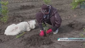 30 тысяч деревьев высадили в рамках экоакции «Семейный лес» в Алтайском крае