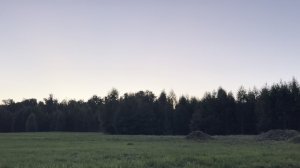 опушка леса