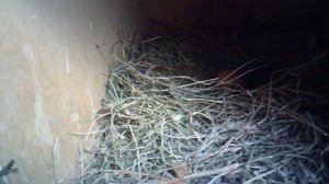 Обзор куриного урожая