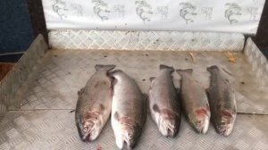 итоговый улов форели
