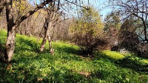 Размышления о Житие земном...