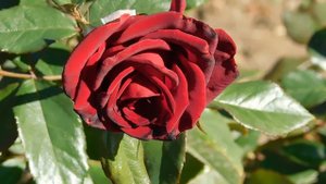 22==09==2025  ПВН  КМР   (54)