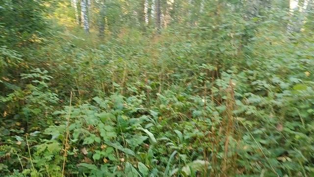 Прогулка по лесу