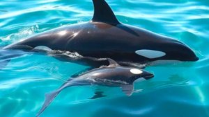 Косатка оплакивает смерть детеныша в Тихом океане