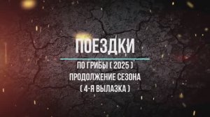 По грибы ( 2025 ) четвёртый раз в сезоне