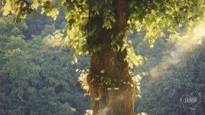 Истории из жизни|Свекровь вмешивается в семью|Аудио рассказы|Аудиокниги слушать