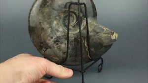 Аммонит большой черный 818