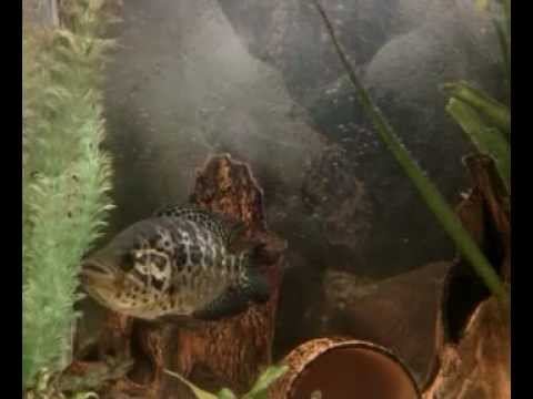 Манагуа смотреть онлайн