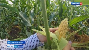 «Царица полей» радует костромских селян урожаем