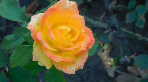 22==09==2025  ПВН  КМР   (29)