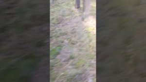 Гриб Кальмаро 2 серия.mp4