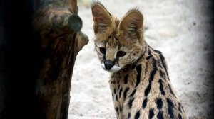 Котята сервалов резвятся, кувыркаясь в своем вольере.