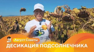 Десикация подсолнечника: подготовка к уборке | «Август Советы» #гербициды #десикация