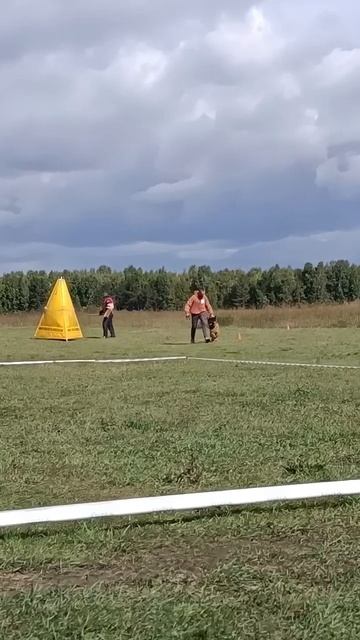 1 Отл. КЧК Shumihoff HEPPI +++ №31. ИРКУТСК 6 сентября`25 Моно немецких овчарок