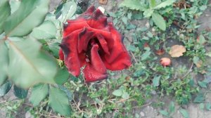 19=09=2025  кмр   (162)