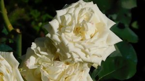 21..09..2025  кмр   (88)