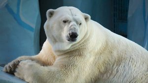 Белый медведь Кай почистил лапки и пошел купаться и развлекать публику, играя с остатками  игрушек.