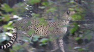 Гепарды. У каждого свой отдых 17.09.2025