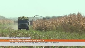 Почти рекордная урожайность