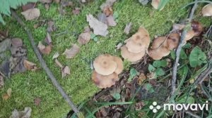 Лес, полный опят