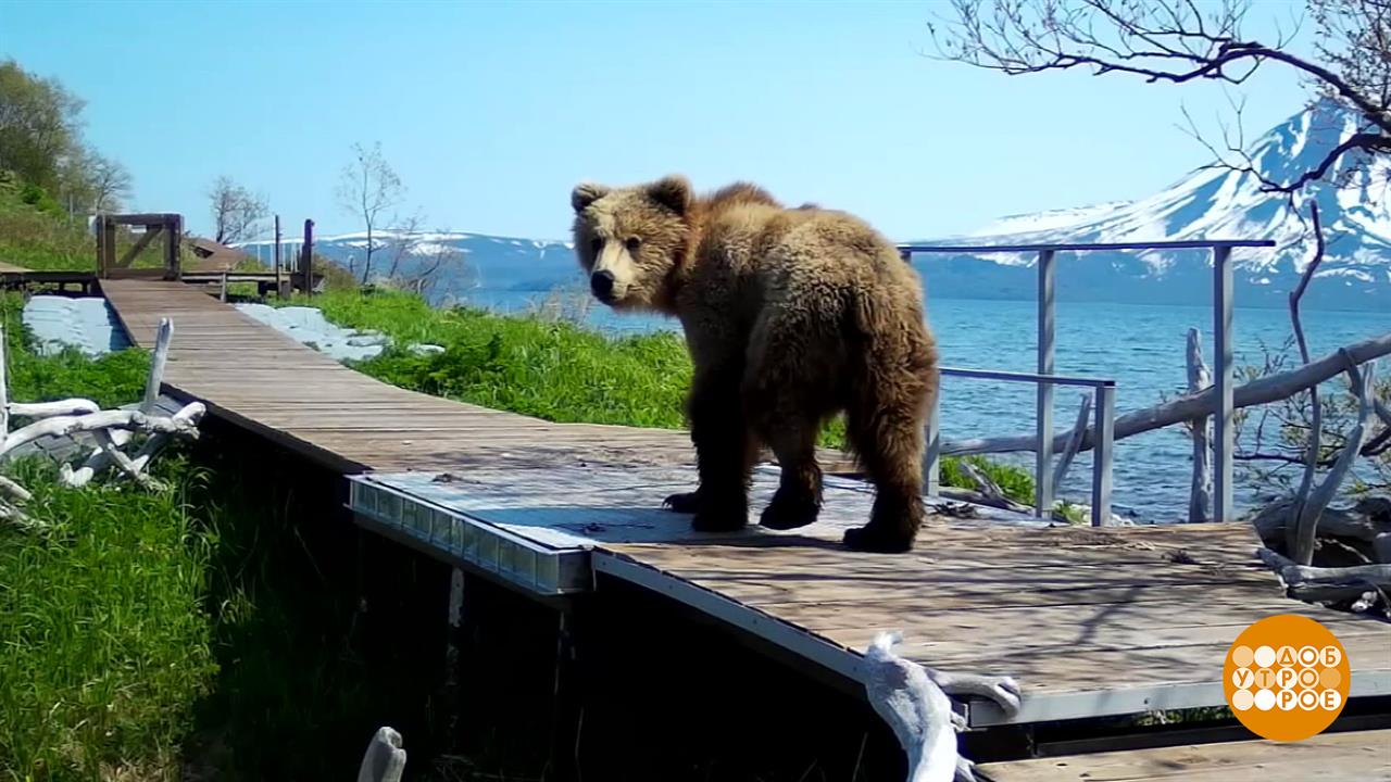 Медведица Глаша, проходи на весы! Доброе утро. Фрагмент выпуска от 23.09.2025