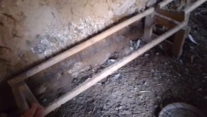 23 сентября, куры пушкинской породы