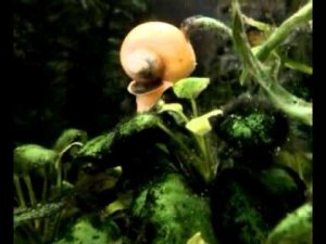 Улитка Ампулярия в движении (часть 2)