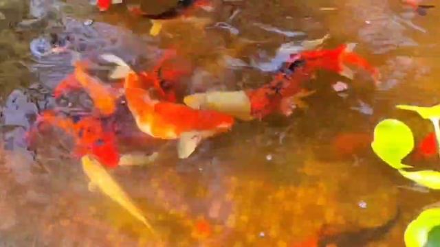 💦 На центральном входе в зоопарк первыми посетителей встречают карпы кои.