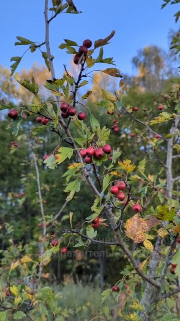 сердце и давление? смотреть онлайн