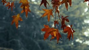 🍂🍁Уютная атмосфера осеннего дождя / Опадающие листья 🍂🍁 / Звуки для релаксации / Медитации | Сна