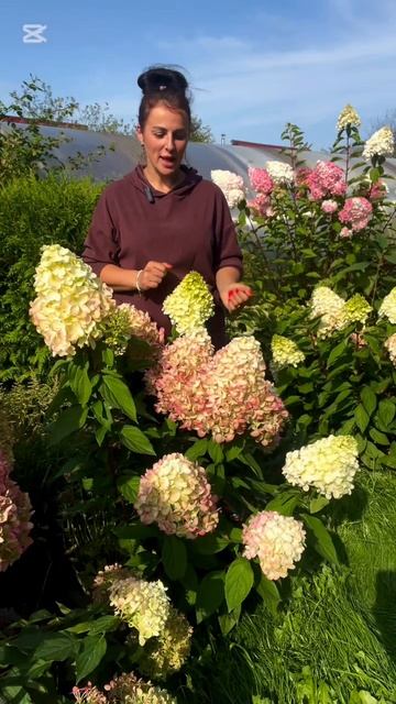 Hydrangea paniculata Bonfire (Bloody Marie)-Гортензия  метельчатая Бонфайр (Бонфаер). Блади Мэри (Кр смотреть онлайн