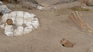 1000005496.mp4 типо сурки