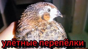 Потихоньку растут и красивеют😂😂ремонт продолжается