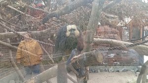 1000005461.mp4 обезьян