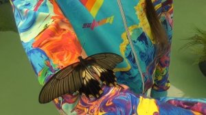 Сад живых бабочек