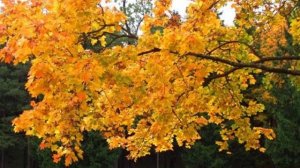 Пушкин - парк 2