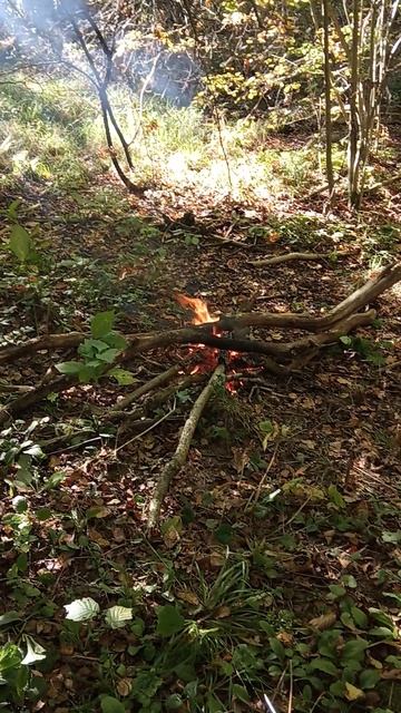 Шашлык на шампурах в лесу осенью круто